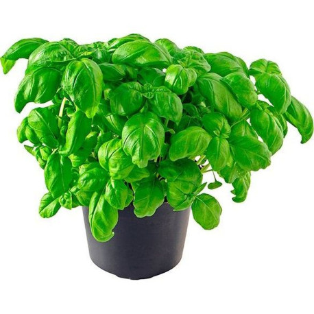 BASILIC PISTOU GRAND POT X6